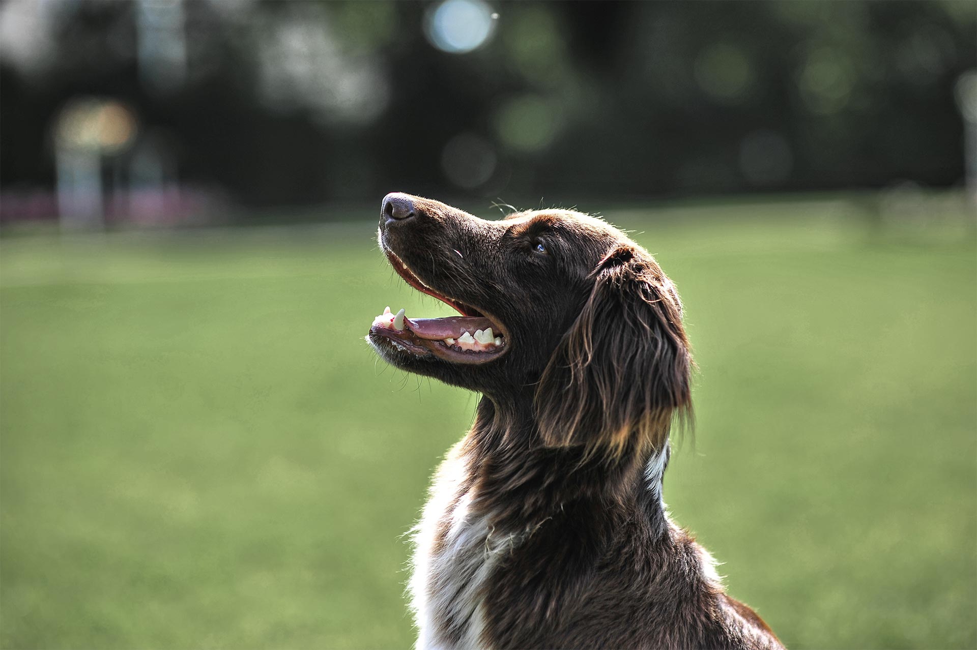 Numi, der Hund von Gudrun Feltmann, im Profil
